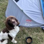 Conker on a camping trip