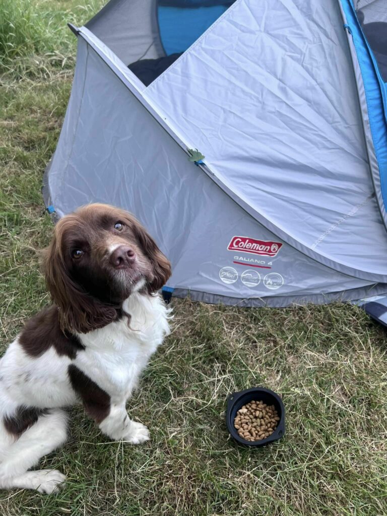 Conker on a camping trip
