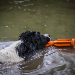 Level Four Gundog Advanced Online Course
