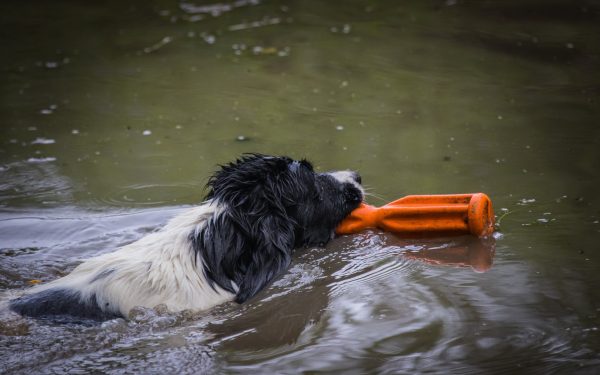 Level Four Gundog Advanced Online Course