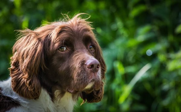 Level Three Gundog Intermediate Online Course