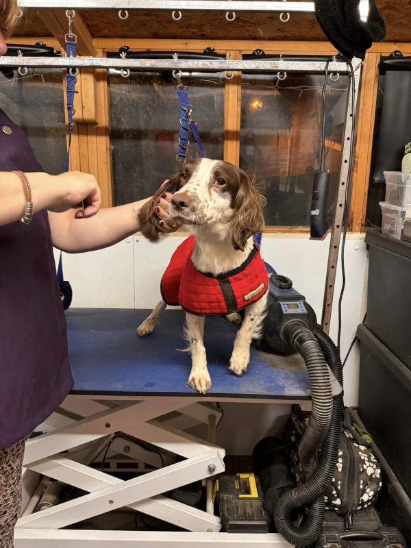 DIY Dog Grooming at Home