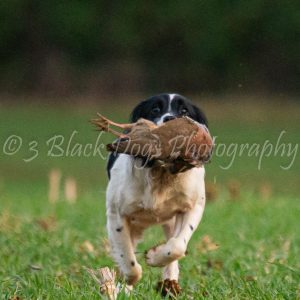 The Beating Dog Eight Week Course 1st March 2026 2-4pm