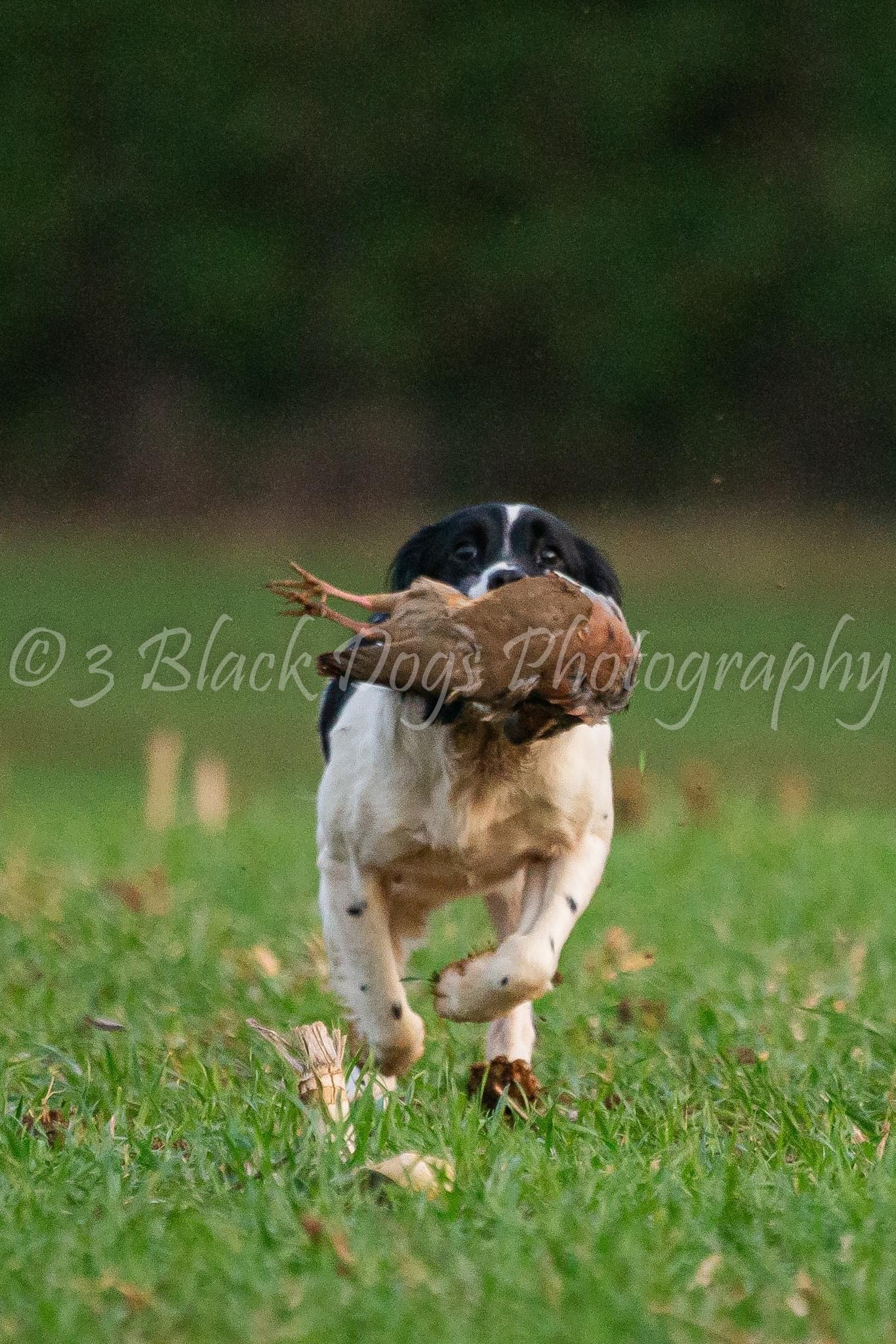 The Beating Dog Eight Week Course 1st March 2026 2-4pm