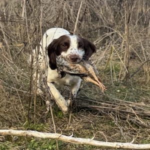 Cold Game Gundog Workshop | Thursday 20th August