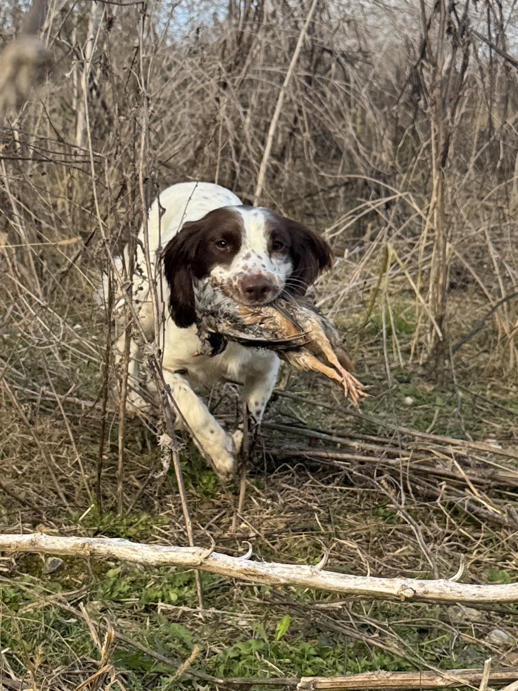 Cold Game Gundog Workshop | Thursday 20th August