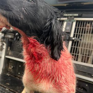 Canine First Aid Course 6th September 2025